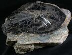 Petrified Wood (Sycamore) End Cut - Sweethome, Oregon #28261-2